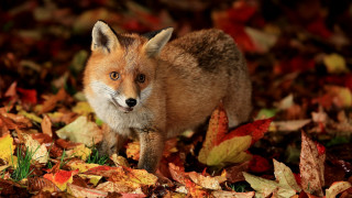 Fox leaves autumn curious animal - the fall season free wallpaper for desktop