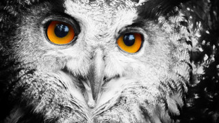 Owl orange eyes surreal ambient - orange eye free wallpaper