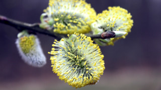 Tree branch yellow flowers macro - yellow flower free wallpaper