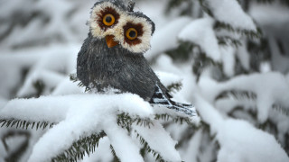 Snowy owl winter surreal action - top of a tree branch free wallpaper