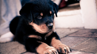 Sad puppy looking camera dosso - a puppy free wallpaper