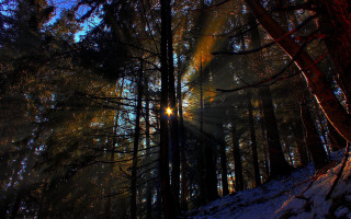 Sunbeam forest snow moon fireworks - the ground and trees free wallpaper