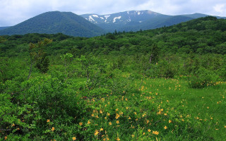 Yellow flowers mountains clouds blue - murata range free wallpaper