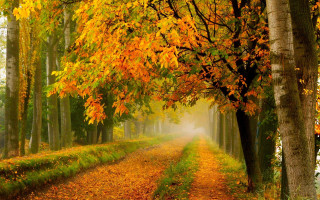 Autumn road fog trees leaves - the air above free wallpaper
