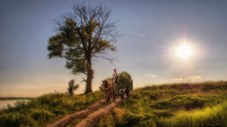 Man horse carriage dirt road 2 - a dirt road next free wallpaper