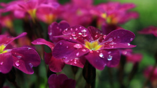 Purple flowers water droplets bokeh - cindy wright free wallpaper