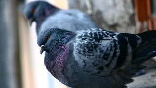 Pigeons ledge window sill constructivism - constructivism free wallpaper for desktop