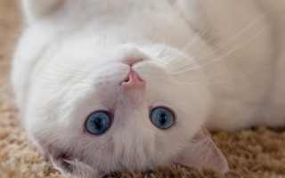 White cat blue eyes rococo 3 - a carpet free wallpaper