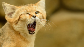 Cat mouth open furry stock - mouth wide open free wallpaper