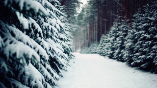 Snowy path evergreens winter forest - a snowy path free wallpaper