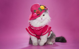 Cat pink hat rose sweater - fashion free wallpaper