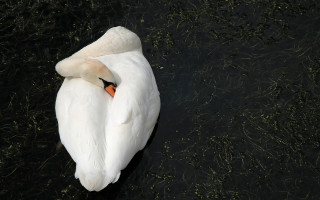 Swan water floating wings spread - a white swan free wallpaper