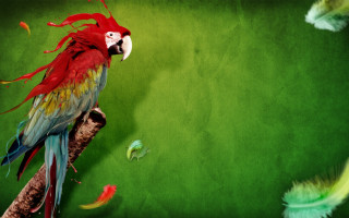 Red green parrot feathers flying - feather free wallpaper