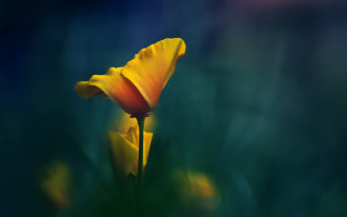 Yellow flower green background blurry 4 - a blurry image free wallpaper