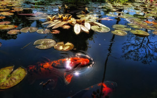 Pond waterlilies koi aurora night - a pond free wallpaper for desktop