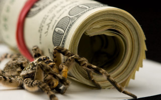 Spider crawling dollar bill money - a spider free wallpaper