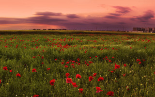 Red flowers sunset building landscape - arthur b. carles free wallpaper