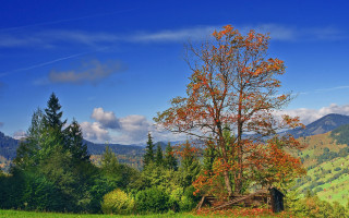 Tree field mountains clouds autumn - david brewster free wallpaper