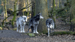 Three wolves forest tree log - a forest in the background free wallpaper