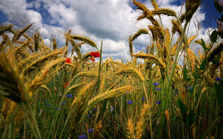 Wheat field red umbrella blue - heavy grain free wallpaper for desktop
