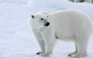 Polar bear snow eye view - a polar bear free wallpaper