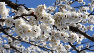 White flower tree sky bloom - white flower free wallpaper