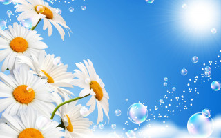 Daisies bubbles sky sun flower - sunny day free wallpaper