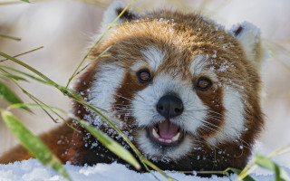 Red panda snow yawning furry - tongue free wallpaper