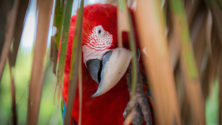 Red parrot perched branch open - its beak open free wallpaper