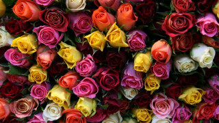 Multicolored roses wall pattern center - the center free wallpaper