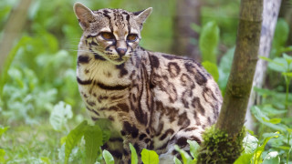 Cat grass tree bushes serious - its face free wallpaper for desktop