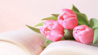 Pink flowers open book gradient - an open book free wallpaper