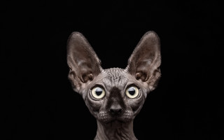 Hairless cat big eyes black - big eye free wallpaper
