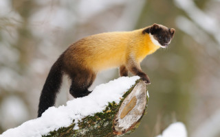 Yellow black animal snow branch - animal standing free wallpaper