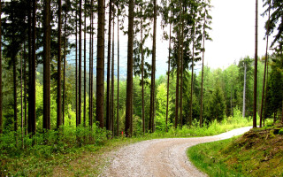 Dirt road forest trees gravel - carl hoppe free wallpaper
