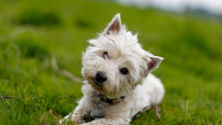 Small white dog grass sad - a small white dog free wallpaper