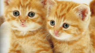 Orange kittens green eyes white - green eye free wallpaper