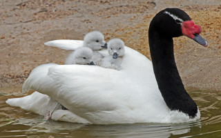 Swan babies pond rockwall redbeak - a swan free wallpaper