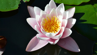Pink flower lily pond yellow - simple form free wallpaper