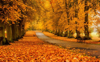 Fall pathway leaves bench magic - a pathway free wallpaper