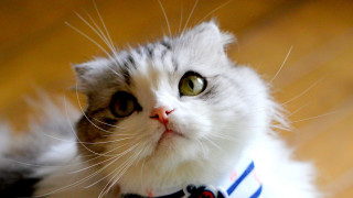 Cat collar looking up serious - a collar free wallpaper