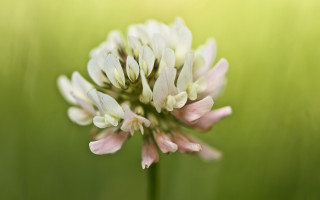 Lily lotus white flower macro - a blurry background of grass free wallpaper