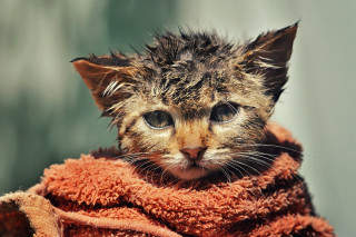 Kitten towel sad eyes florianne - wet free wallpaper