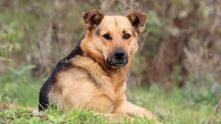 Dog sad lying in grass - the grass free wallpaper