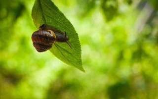 Snail greenleaf sunlight forest bokeh - a snail free wallpaper