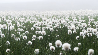 White flower field foggy shallow - the foggy day time free wallpaper