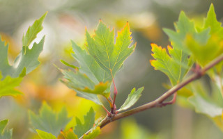 Branch leaves yellow blurry background - de hirsh margule free wallpaper for desktop