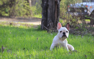 Small white dog grass tree - action pose free wallpaper