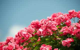 Pink flowers blooming sunny blue - a sunny day free wallpaper