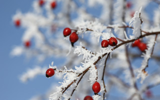 Snowy branch red berries blue - red berry free wallpaper